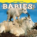 Glacier Babies! (Baby Board Book)