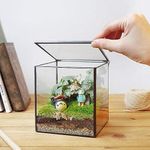 Square Geometric Moss Terrarium Indoor Glass Succulent Terrarium Box Decor Small Handmade Tabletop Glass Planter for Wedding Coffee Desk 4.3 x 4.3 x 4.7inch