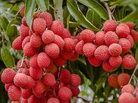 ROYAL LAND Tropical Rare Dwarf Litchi Chinensis Lychee Fruit Plant For Terrace Garden 1 Healthy Plant