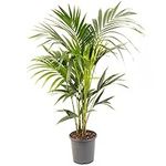 Kentia Palm Real Exotic Large Indoor Plant for Your Home Or Office Air Purifying Tall Indoor Plants in Growers Pots Various Sizes of House Plants for Indoors 120-140cm (Incl. Pot)