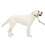 PetSafe Gentle Leader Headcollar, No-Pull Dog Collar – Perfect for Leash & Harness Training – Stops Pets from Pulling and Choking on Walks – Large, Deep Purple