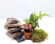 DIY Small Closed Terrarium Starter 