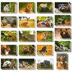 40 Pack Wild Animal Postcards Bulks in 20 Designs for Kid, Tigers Bears Giraffes Elephants, 4x6