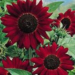 Red Sunflower Seeds UK 80 Helianthus Packet Flower Seeds by Pretty Wild Seeds