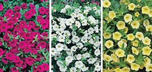 Calibrachoa Trailing Million Bells 