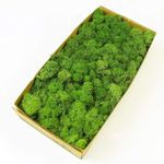 Prefleur Preserved Reindeer Craft Moss Natural Green DIY Kit Gardenning Art Wall Decor Florist Easter Table Decor Wedding Decor (0.85lb)(Green-02)