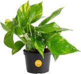 Costa Farms Golden Pothos Live Plan