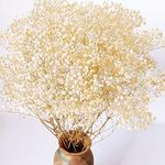 3000+ Dried Babys Breath Flowers Bu