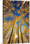 CANVAS ON DEMAND Colorado, Near Steamboat Springs, Buffalo Pass, Yellow Aspen Tree Canopy Canvas Wall Art Print by Ron Dahlquist, Home Decor, Autumn, Beautiful Artwork, 32"x48"