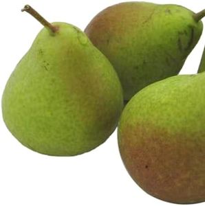 Kauffman Orchards Fresh Harrow Crisp Pears, Hand-Picked in Lancaster County, Pennsylvania, Box of 8 Pears