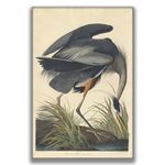 OKRA John James Audubon Canvas Wall Art - Great Blue Heron Print - Chinoiserie Wall Art - Bird Lover Poster - Bedroom Living Room Home Decoration Unframed (16x24in/40x60cm)…