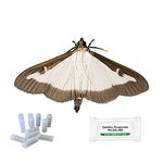 BuxAllure - Box Tree Moth Pheromone Refill - x4 Pheromones