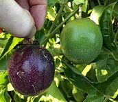 Aiden Gardens Delicious Panama Purple Passion Fruit Live Plants -1 Healthy Seedling Live Plant