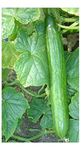 PREMIER SEEDS DIRECT - GREENHOUSE CUCUMBER - TELEGRAPH - 40 FINEST SEEDS