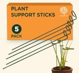 GOLD DUST Plant Support, 18 Inch (1.5 Ft Pack of 5), Sticks for Plants, Plant Holders for Balcony, Plant Holder Stick, Garden Stakes Metal, Money Plant Support Stick