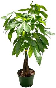 Live Money Tree Plant in 6 Inch Pot - Easy to Grow Air Purifying Live Plants Indoor Houseplants for Home Office Wedding Decorations & Birthday Gift