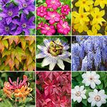 Climbing Plant Collection | 3, 5 or 10 | Deciduous Flowering Garden Shrubs