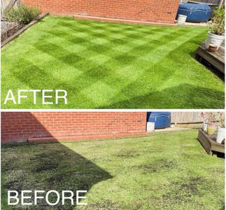 Boston Seeds Renovator Grass Seed – Rapid Germination, 20kg Lawn Repair