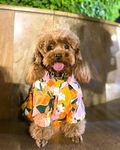 DogsNDude Shirt for Your Pet (Dog,Cat) | Fashion+Casual Wear Dog Clothes | Cotton Dog Shirt | Winter wear Dog Shirt| Pet Etheninc Wear |Cute Print Shirt for Your Furry Babies (M, Multi Colour)