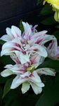 SVG® Oriental lily Lilium Imported Double Flower Bulbs For Your Home & Garden pack of 3 bulbs (WHITE WITH PINK SHADE)