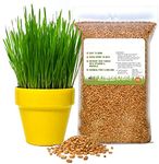 Wheatgrass For Juicing