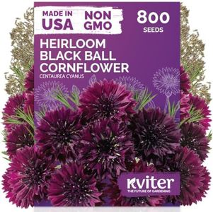 800 Black Ball Cornflower Heirloom Flower Seeds, Centaurea Cyanus