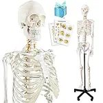 NEW HORIZON Anatomical Human Skelet