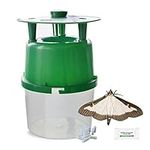 PlantPro Box Tree Caterpillar Moth Trap Insecticide Free, Includes 4 Pheromone Lures, Green, 10x22cm