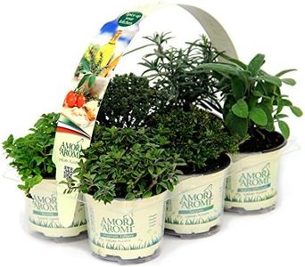 12 Piante di erbe aromatiche fresche per cucina italiana