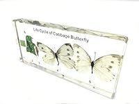 Lifecycle of a Cabbage Butterfly Pa