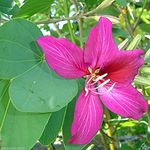 SRI SAI FORESTRY Bauhinia Purpurea Tree Seeds (Purple Orchid, Pink Butterfly) Ornamental Plant Flower Seed for Avenue, Live Fencing Pack of 350 G