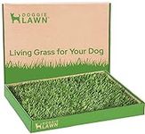 DoggieLawn Real Grass Puppy Pee Pad