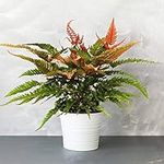 Pteris Tricolor - Painted Brake Fern | 25-35cm with Pot | Best Indoor Plants