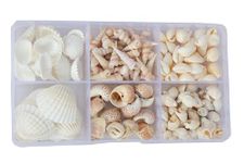 Decorama 400g Multiple Styles of Stone Sea Craft Shell Used for Decoration Purpose, Art and Craft Home Doctor, Resin Art Pack of 6