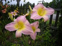 GARTHWAITE NURSERIES® : - Potted 1 Litre Catherine Woodbury Day Lily (Hemerocallis) Summer Flowering Hardy Garden Perennial Plant