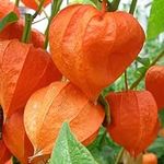 Welldales 30 Giant Chinese Lantern Seeds Heirloom Physalis Exotic Flower to Plant & Grow