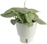 Costa Farms Scindapsus Platinum Jav