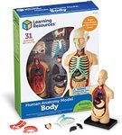 Learning Resources Human Body Model, Science Classroom Demonstration Tools, Realistic Human Anatomy Display, 31 Pieces, Grades 3+, Ages 8+