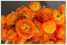 10x Ranunculus Asiaticus Orange Persian Buttercup Spring Summer Flowering Aviv Perennial Garden Bulbs Hardy Corms Size 5/6