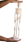 Miniature Skeleton Model