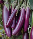 Eggplants