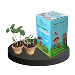 Seedbasket Kids Gardening Kit | Kids DIY Kit | Gardening kit for Kids For Children 3-13 Year Old | Perfect Return Gift For Kids Birthday Party