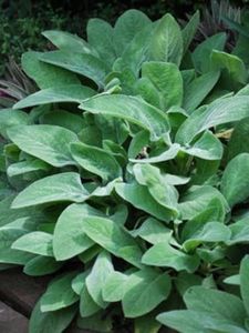 Perennial Farm Marketplace Stachys byzantina 'Helene von Stein' (Lamb's Ears) Perennial, Size-#1 Container, Large Wooly Gray Foliage