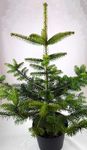 Real, Living Nordmann Fir Christmas Tree 2-3ft - (60-90cm) (Nordmann Fir Tree)