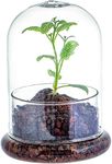 Incrizma Clear Decorative Glass Terrarium Cloche with Air Hole Glass Dome with Case for Miniature Succulents - Display Storage (No Plants Included) (16 Cm Height)