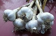 California White Garlic,For plantin