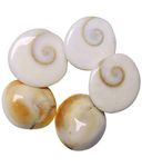 Avlokan Sea Shell Natural Gomati/Gomti Chakra Original for Puja (White) 11 Pieces.