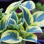 First Frost Hosta