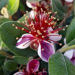 YouGarden Pineapple Guava, ACCA Selloweana, Established Fruit Tree in 3L Pot, Grow Your Own Edible Fruit, Tropical Fruit Tree for Gardens or Patios, Hardy Feijoa Trees