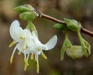 Lonicera Honeysuckle fragrantissima Winter Flowering Scented Plant Shrub Bees Butterflies 1litre Pot